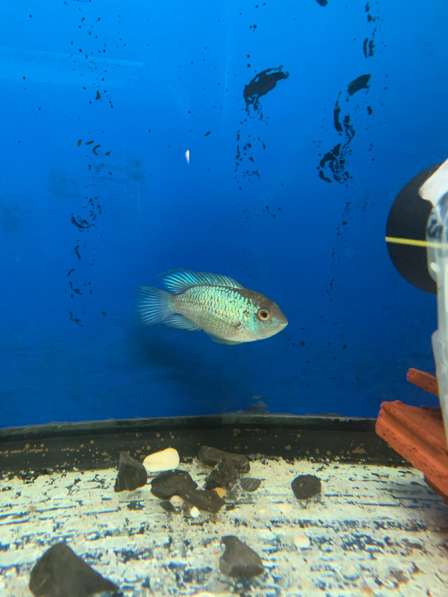 Рыбки нанокар