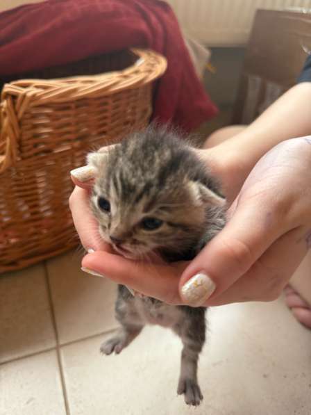 Котята в Краснодаре фото 5