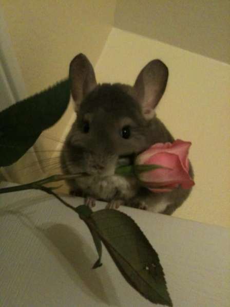 Продам шиншиллу