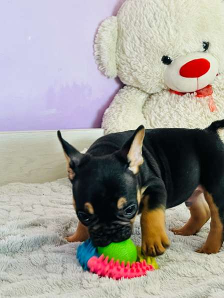 Французский бульдог в Уссурийске фото 3