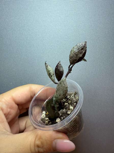 Хойи укорененные