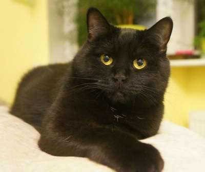 Отдам даром Кошка Мишель - почти британочка в Санкт-Петербурге фото 3