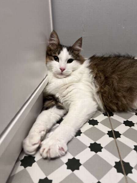 Ласковый котик Рон ищет семью! в Москве фото 7