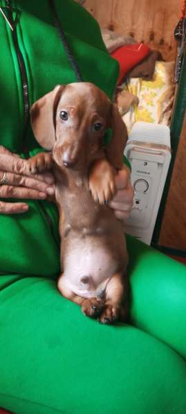 Клубные щенки рыжики в Москве фото 11