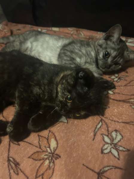 Котята