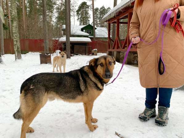 Заботушка, самый добрый пёс на свете в Санкт-Петербурге фото 4