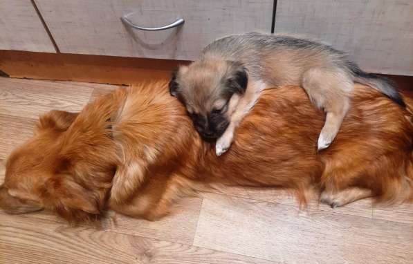 Милейшие щенки от домашней собачки в Иркутске фото 7