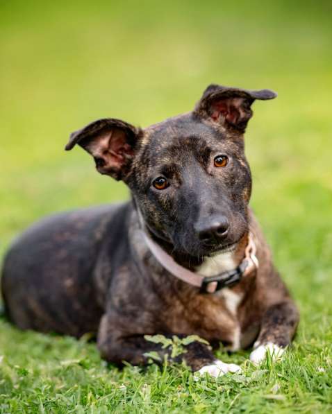 Дора, девочка, 7 мес. ищет дом