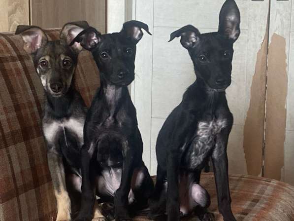 Отдам щенят в добрые руки