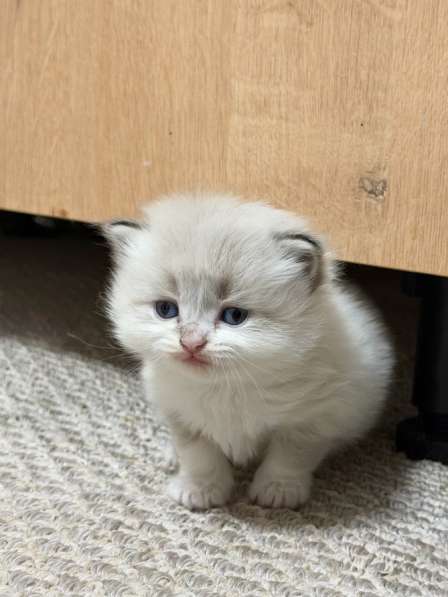 Котята бесплатно