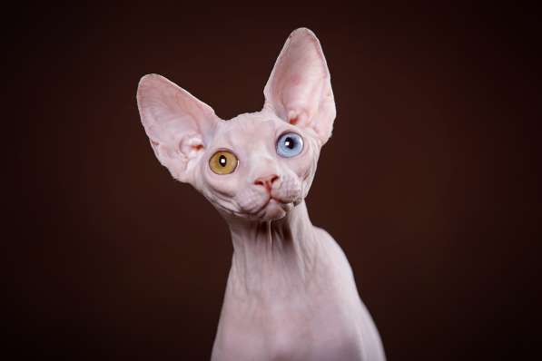 Эльфы, Двэльфы, бамбино или сфинксы - магические кошки в Керчи фото 14