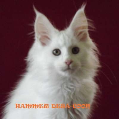 Белые котята мейн-кун из питомника в Туапсе фото 3