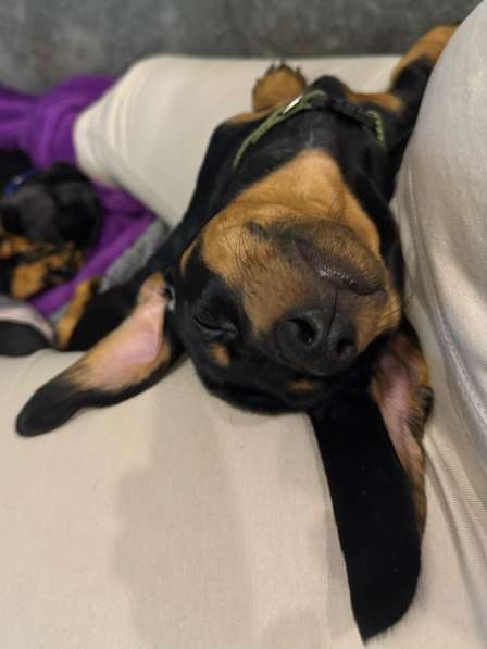 Щенята стандартной таксы в Москве фото 5