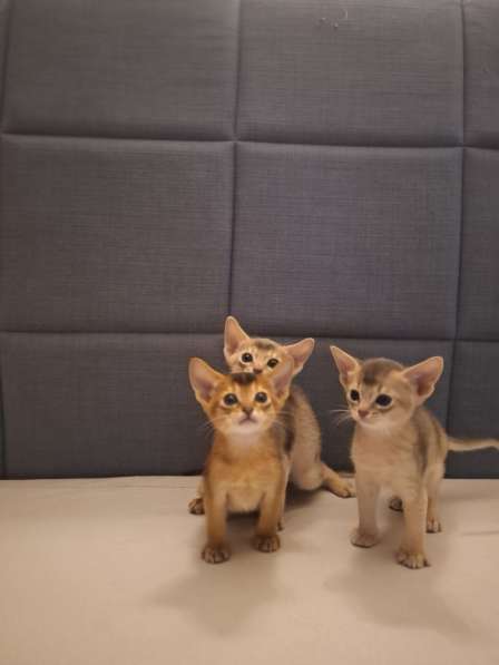 Абиссинские котята