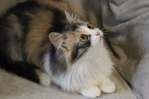 Миса в добрые руки