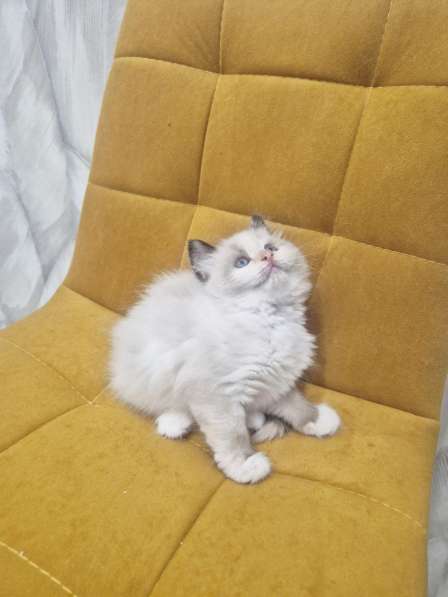 Самый ласковый котик Рэгдолл в Москве фото 3