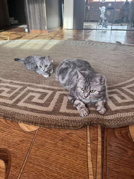 Котята в Белово фото 4