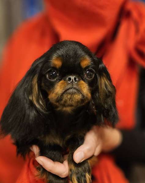 Мальчик Кинг-Чарльз спаниель