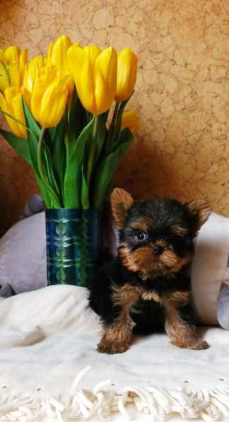 Маленький мальчик йорк в Москве