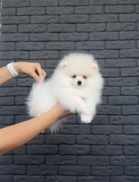 Шпиц в фото 3