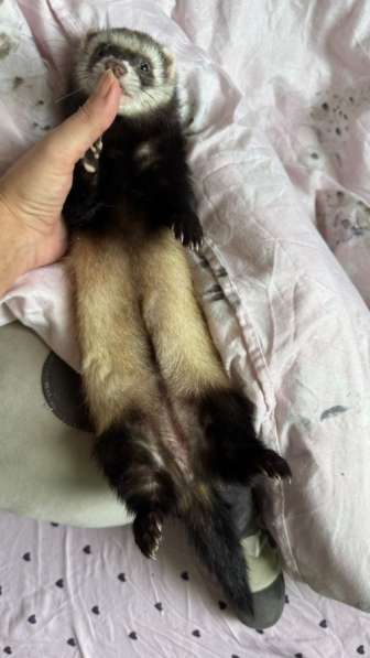 Отдам в добрые руки