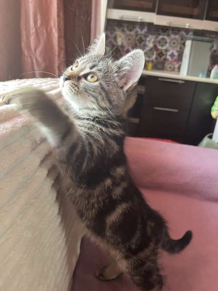 Котята в Белово фото 10