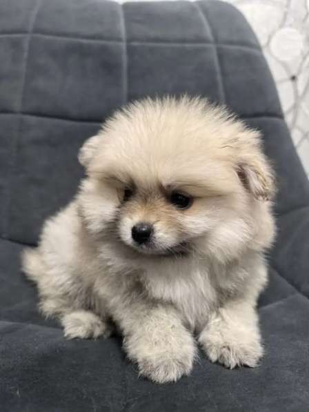 Продам щенков померанский шпиц в Пензе фото 5