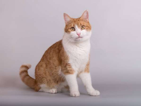 Кошечка Манюня ищет доброе сердце в Москве фото 3