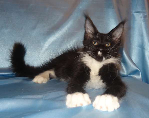 Лексус котик мейн кун в Москве фото 9