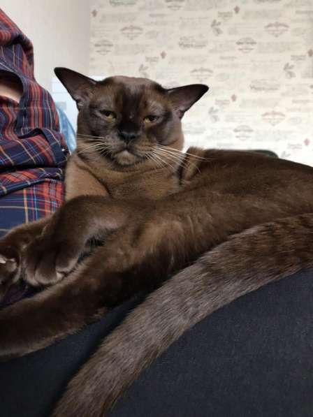 Бурманская девочка в Санкт-Петербурге фото 8