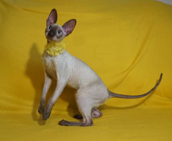 Девушка шоколадка в Москве фото 3