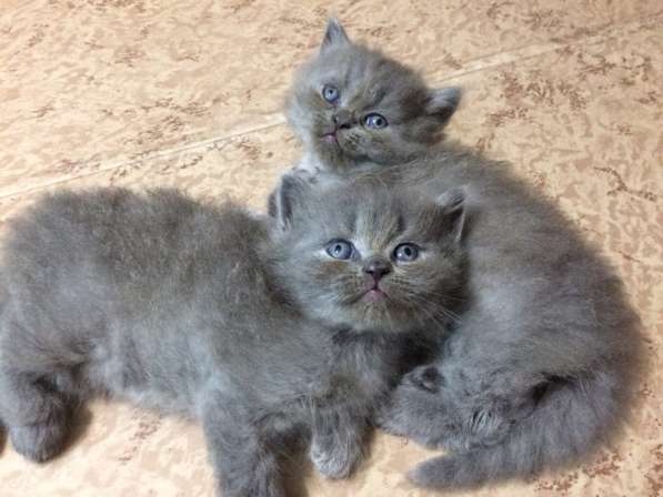 Котята в Тосно фото 8