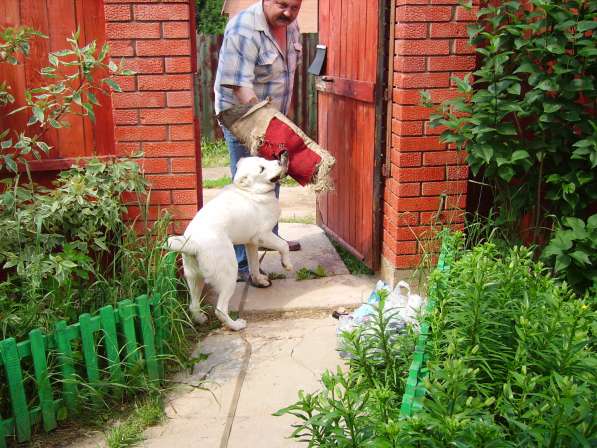 Дрессировка собак у зоопсихолога в Москве фото 11