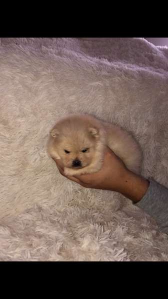 Шпиц в Москве фото 7