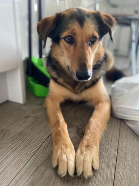 Тесс, собачка из приюта ищет дом в Москве