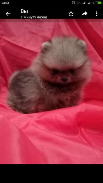 Померанский шпиц -две миниатюрные девочки в Солнечногорске фото 21