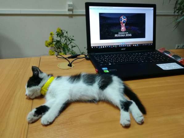 Кошечка Фифа в добрые руки в Ставрополе фото 17