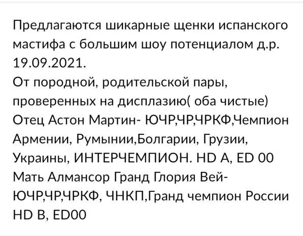 Щенки испанского мастифа в Воронеже