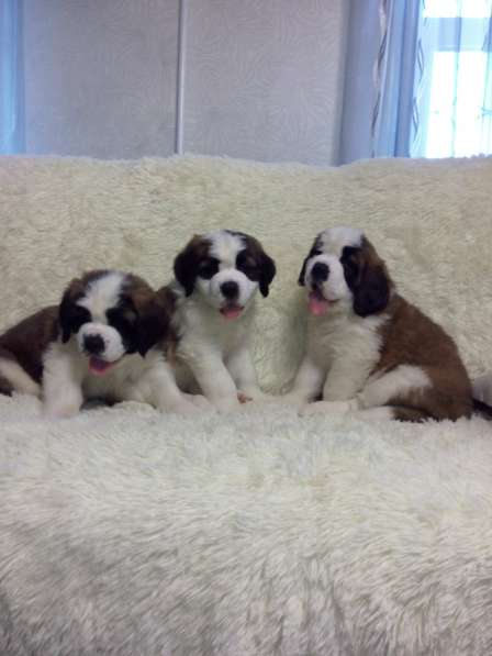 Щенки сенбернара в фото 92