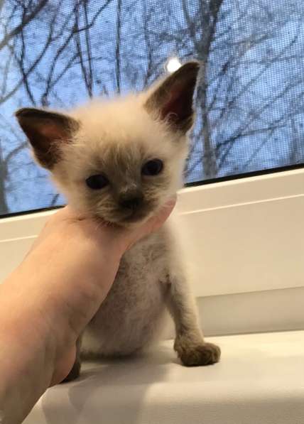 Европейская Бурма котенок лилового окраса в Санкт-Петербурге фото 21