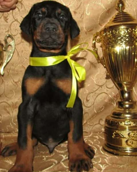 Ожидаются щенки Добермана в фото 4