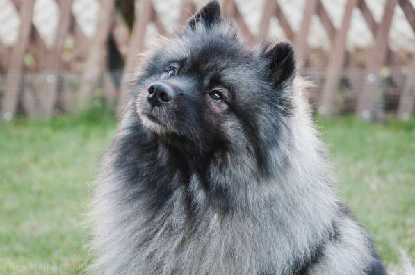 Щенки вольфшпица/кеесхонда в фото 17