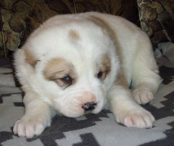 Щенки АЛАБАЯ в Барнауле фото 15