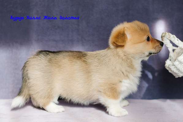 CHIOTS WELSH CORGI PEMBROKE в Нижнем Новгороде фото 9