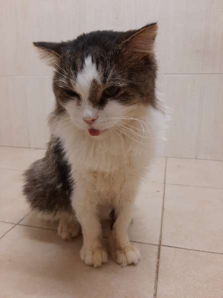 Одинокий котик роскошной внешности ищет дом в Санкт-Петербурге фото 15