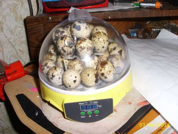 ✔ ✔ ✔ Автоматический Инкубатор на 7 яиц ✔ ✔ ✔ в Астрахани фото 8