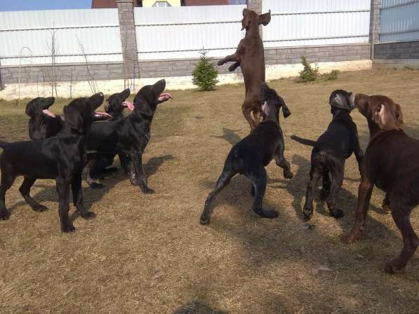 Курцхаар Щенки в фото 18