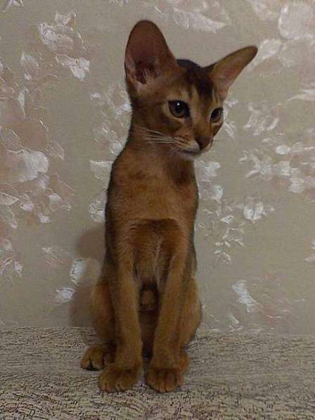 Абиссинские котята для вас в Тюмени фото 3