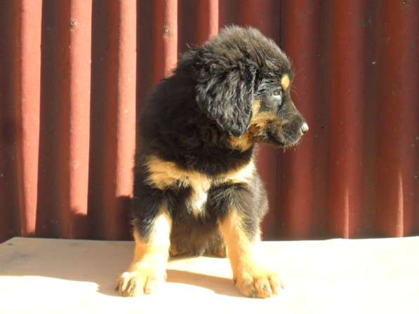 Бурят-Монгольский Волкодав -щенки в Москве фото 5