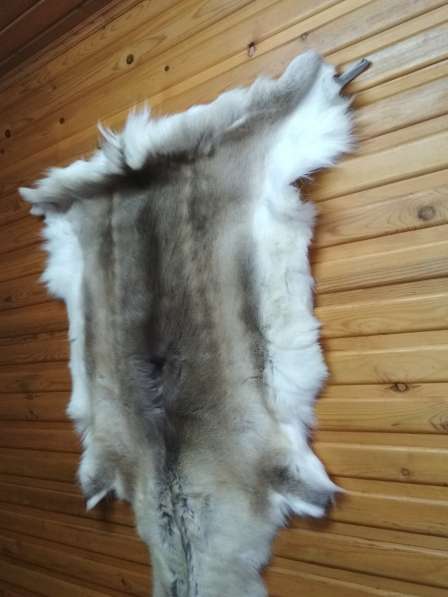 Натуральная шкура финского оленя